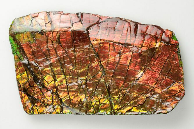 Iridescent Ammolite (Fossil Ammonite Shell) - Alberta, Canada #197499